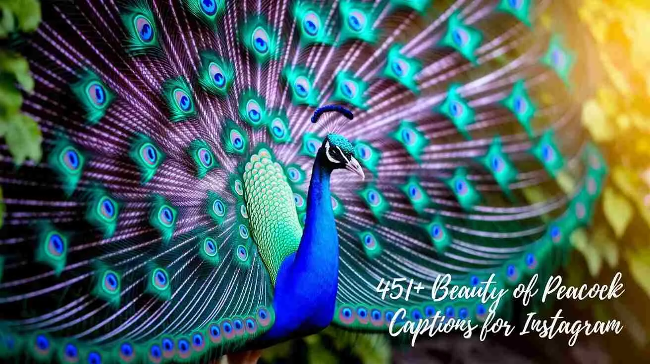 Beauty of Peacock Captions for Instagram